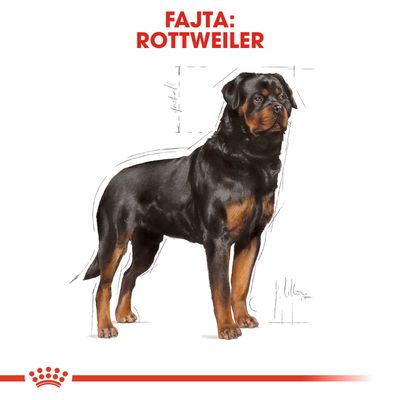 Fajta: Rottweiler felirat, illusztráció egy álló rottweilerről fehér háttéren.
