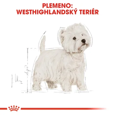 Plemeno: Westhighlandský teriér. Ilustrácia psa s bielou srsťou, zobrazený v stoji, s červeným nápisom hore.