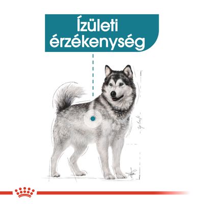 Ízületi érzékenység felirat, kutya illusztrációval és kiemelt ízület jelöléssel. Royal Canin márkajelzés alul.