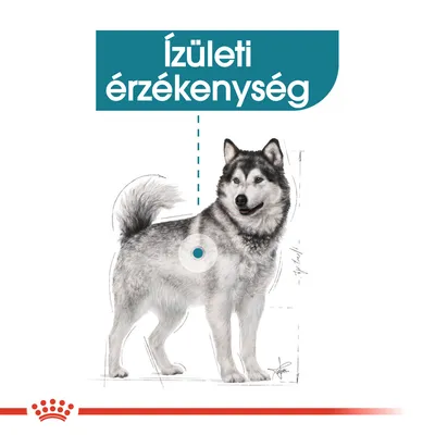 Ízületi érzékenység felirat, kutya illusztrációval és kiemelt ízület jelöléssel. Royal Canin márkajelzés alul.