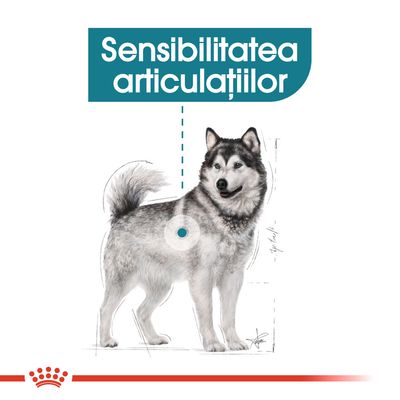 Ilustrație cu un câine și textul „Sensibilitatea articulațiilor” evidențiind zona articulară. Logo Royal Canin vizibil jos.