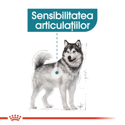 Ilustrație cu un câine și textul „Sensibilitatea articulațiilor” evidențiind zona articulară. Logo Royal Canin vizibil jos.
