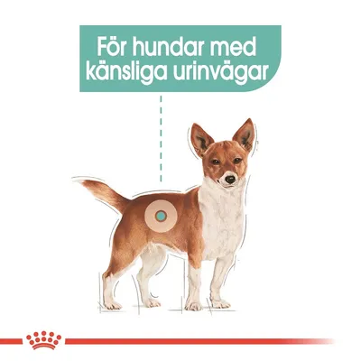 Illustration av hund med texten: För hundar med känsliga urinvägar. Markering på hundens bakdel visar fokusområde.