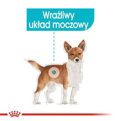 Schemat psa z zaznaczonym miejscem na ciele i napisem: Wrażliwy układ moczowy