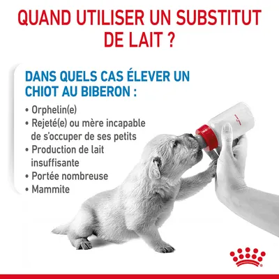 Quand utiliser un substitut de lait ? Dans quels cas élever un chiot au biberon : orphelin(e), rejeté(e), mère incapable, production de lait insuffisante, portée nombreuse, mammite.