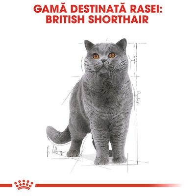 GAMĂ DESTINATĂ RASEI: BRITISH SHORTHAIR, imagine cu o pisică British Shorthair gri pe fundal alb, text vizibil în partea de sus a imaginii.