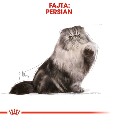 Fajta: Persian felirat, illusztráció egy hosszú szőrű perzsa macskáról fehér háttéren.