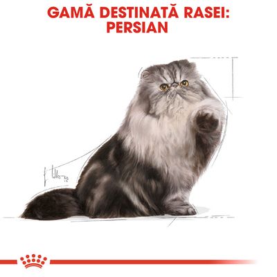 Text: GAMĂ DESTINATĂ RASEI: PERSIAN. Ilustrație cu o pisică persană. Logo Royal Canin vizibil jos.