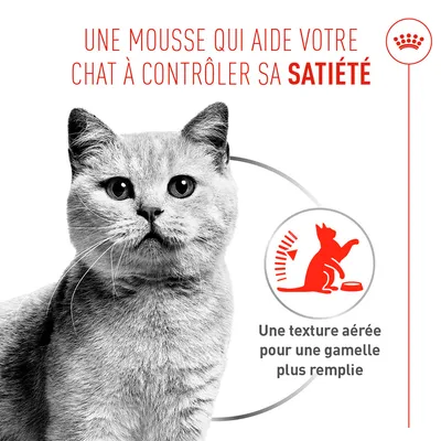 Royal Canin Appetite Control Care Mousse AirLift - lot économique : 24 x 85 g