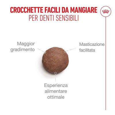 Royal Canin Ageing 11+