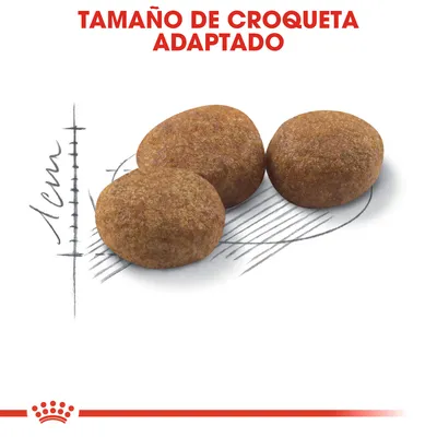 Tres croquetas marrones con texto 'TAMAÑO DE CROQUETA ADAPTADO' y escala de 1 cm dibujada al fondo, mostrando el tamaño del producto.