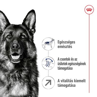 Egészséges emésztés, a csontok és ízületek egészségének támogatása, a vitalitás kiemelt támogatása – három ikon kutya mellett.