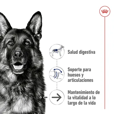 Salud digestiva, soporte para huesos y articulaciones, mantenimiento de la vitalidad a lo largo de la vida. Imagen de un perro pastor alemán y logotipo de Royal Canin.