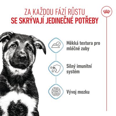 Grafika se psem a třemi body: měkká textura pro mléčné zuby, silný imunitní systém, vývoj mozku. Text v češtině.