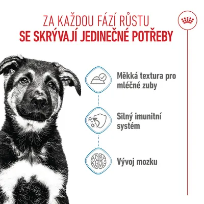 Grafika se psem a třemi body: měkká textura pro mléčné zuby, silný imunitní systém, vývoj mozku. Text v češtině.