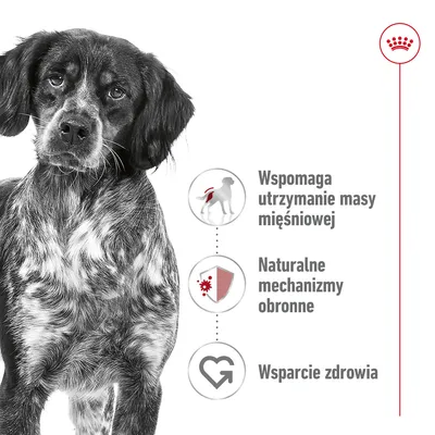 Wspomaga utrzymanie masy mięśniowej, naturalne mechanizmy obronne, wsparcie zdrowia – tekst przy sylwetkach psa i ikonach. Logo korony w prawym górnym rogu.