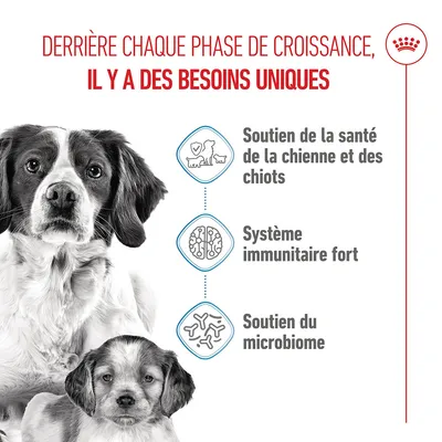 Graphique avec texte en français : Soutien de la santé de la chienne et des chiots, système immunitaire fort, soutien du microbiome. Deux chiens représentés.
