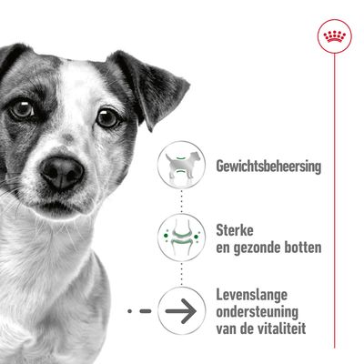 Gewichtsbeheersing, sterke en gezonde botten, levenslange ondersteuning van de vitaliteit – drie voordelen met bijbehorende pictogrammen naast een hond.