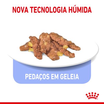 Nova tecnologia húmida. Pedaços em geleia apresentados num prato. Marca Royal Canin visível no canto inferior direito.
