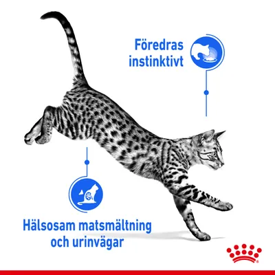 Text: Föredras instinktivt. Hälsosam matsmältning och urinvägar. Bild på hoppande katt med två blå ikoner, Royal Canin krona synlig längst ner.