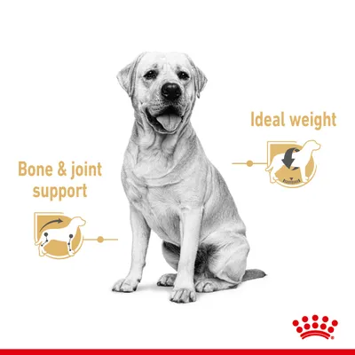 Собака с инфографикой: Bone & joint support и Ideal weight, значки поддержки суставов и контроля веса. Логотип Royal Canin внизу.