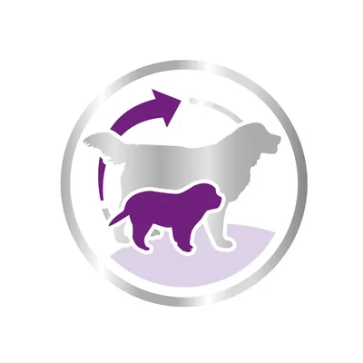 Pictogram met silhouetten van een volwassen hond en een puppy, met een paarse pijl die van de puppy naar de volwassen hond wijst.