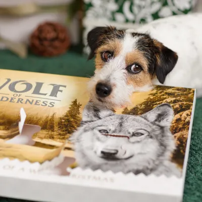 Wolf of Wilderness Calendario dell'Avvento per cani - Snack senza cereali RAW