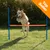 Hond springt over een oranje agility-hindernis met blauwe palen, label rechtsboven: Top Seller Hond springt over een oranje agility-hindernis met blauwe palen, label rechtsboven: Top Seller