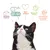 Schwarze Katze mit Text: Reines Futter, Perfektes Eiweiss-Fett-Verhältnis, Tierschutz, Bessere Welt, Glückliche gesunde Katzen.