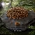 Round brown kibble pieces displayed on a stone surface with a size scale showing 10 to 13 millimetres diameter.