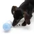 Hund spielt mit einem blauen Futterspender, aus dem kleine Futterstücke herausfallen.