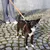 Black dog with white chest wearing a colourful harness and attached to a lead. Person in grey trousers and white shoes in the background on paved ground.