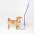 Hond met blauwe halsband en bijpassende lijn met kleurrijk patroon. Product toont ontwerp en gebruik van halsband en lijn.