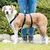 Dog with black harness and lead, walked by a person in jeans and boots on a meadow.