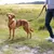 Dog with black harness and lead, walked by a person on a country path.