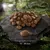 Brown kibble pieces displayed on a stone surface with a size scale showing each piece measures 15 to 20 millimetres.