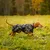 Dog walking on a meadow wearing a camouflage-pattern coat with black fastening.