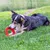 Dog playing with red chew toy on a lawn.