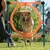 Hund springt durch einen orangefarbenen Trainingsreifen, gehalten von blauen Stangen. Outdoor-Trainingszubehör für Hunde.