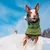 Chien portant un manteau vert avec col gris, boutons noirs visibles, courant dans la neige sous un ciel bleu. Un autre chien en manteau vert à l’arrière-plan.