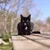 Virbac Veterinary Cat Urology Dissolution & Prevention Kattenvoer Virbac Veterinary Cat Urology Dissolution & Prevention Kattenvoer