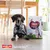 Hond naast Smølke Senior Maxi hondenvoer, opschrift: Complete all-in-one hondenvoeding, uniek eiwitprofiel, vitaal ouder worden. Smølke logo en slogan feed the love. Hond naast Smølke Senior Maxi hondenvoer, opschrift: Complete all-in-one hondenvoeding, uniek eiwitprofiel, vitaal ouder worden. Smølke logo en slogan feed the love.