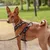 Hund mit schwarzem Geschirr und Leine mit Herzmuster, stehend im Park. Geschirr zeigt Design und Passform.