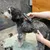 Person verwendet einen schwarzen Tierhaarschneider auf einem Hund mit lockigem Fell. Haarschneider zeigt digitale Anzeige.