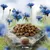Trockenfutter-Pellets auf Stein, Grösse 13-15mm. Hintergrund mit blauen Kornblumen.