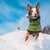 Hund trägt grünen Wintermantel und läuft durch Schnee. Der Mantel hat reflektierende Streifen und Knöpfe vorne. Hund trägt grünen Wintermantel und läuft durch Schnee. Der Mantel hat reflektierende Streifen und Knöpfe vorne.