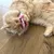 Beige Katze spielt mit einem rosa Spielzeug, das ein Hello Kitty-Motiv zeigt.