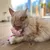 Katze spielt mit rosa Stoffspielzeug mit Katzenmotiv. Spielzeug wird von der Katze gehalten und beschnuppert.
