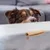 Cão olha para um snack de mastigar em rolo claro, que está em cima de uma mesa.