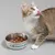 Grey-brown cat licking its lips next to a bowl of food. The bowl has the text 'In the mood for food'.